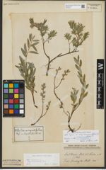 Foto von Salix repens subsp. rosmarinifolia (L.) Andersson